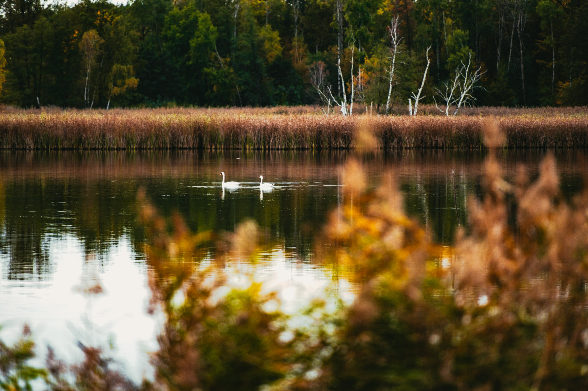 Kajakiem po Baryczy – spokojny nurt, wielkie wrażenia