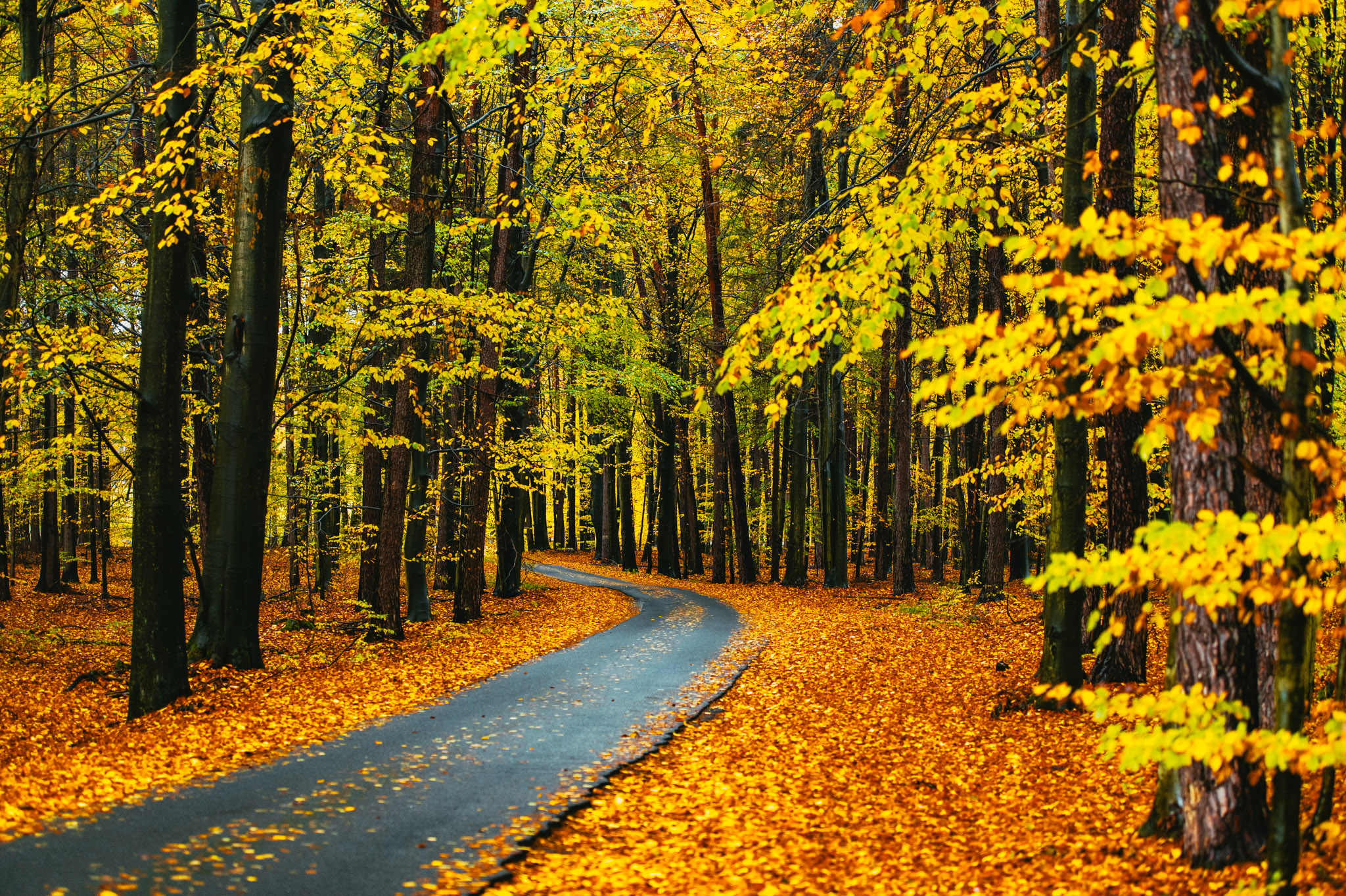 Grzybobranie w Dolinie Baryczy – jak znaleźć najlepsze miejsca na zbiory?